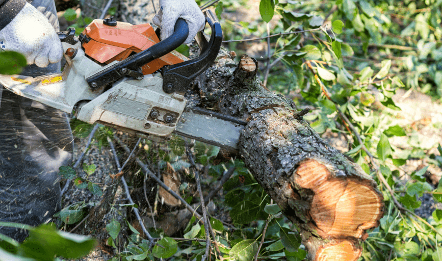 Tree Trimming